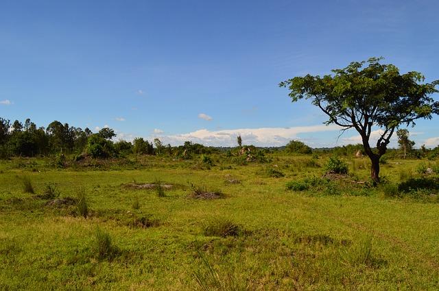 Texas Land Buyer